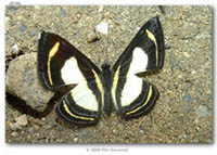 Riodinidae