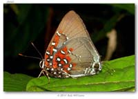 Lycaenidae