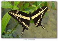 Papilionidae