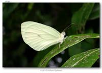 Pieridae