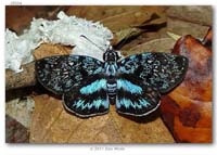 Hesperiidae