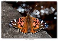 Nymphalidae