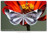 Hedylidae