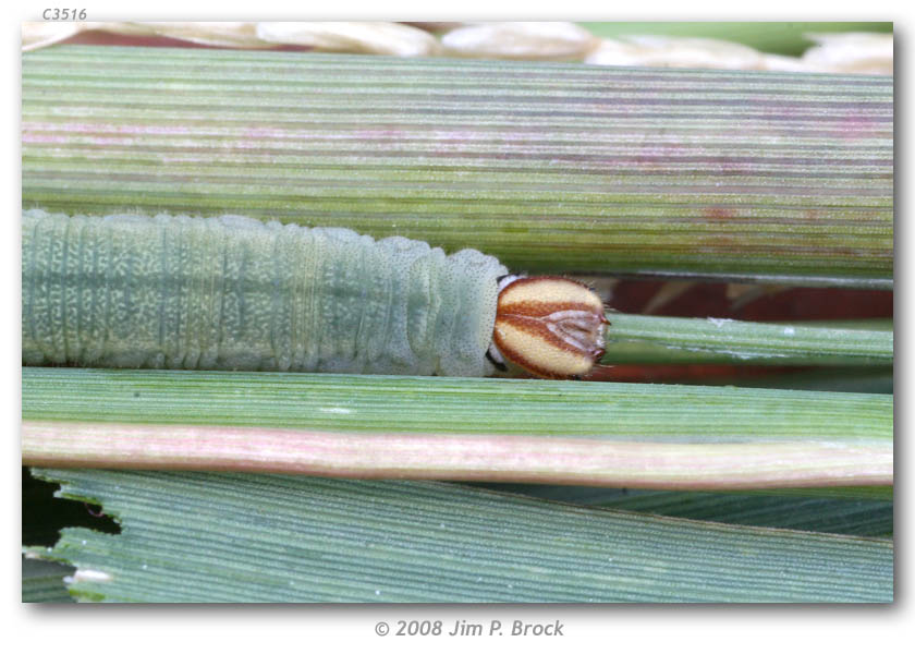 Amblyscirtes celia larva