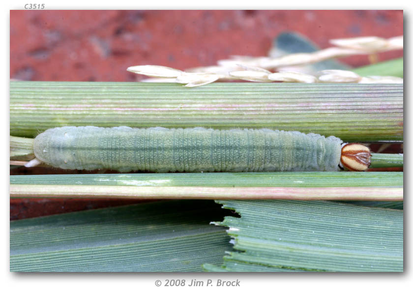 Amblyscirtes celia larva
