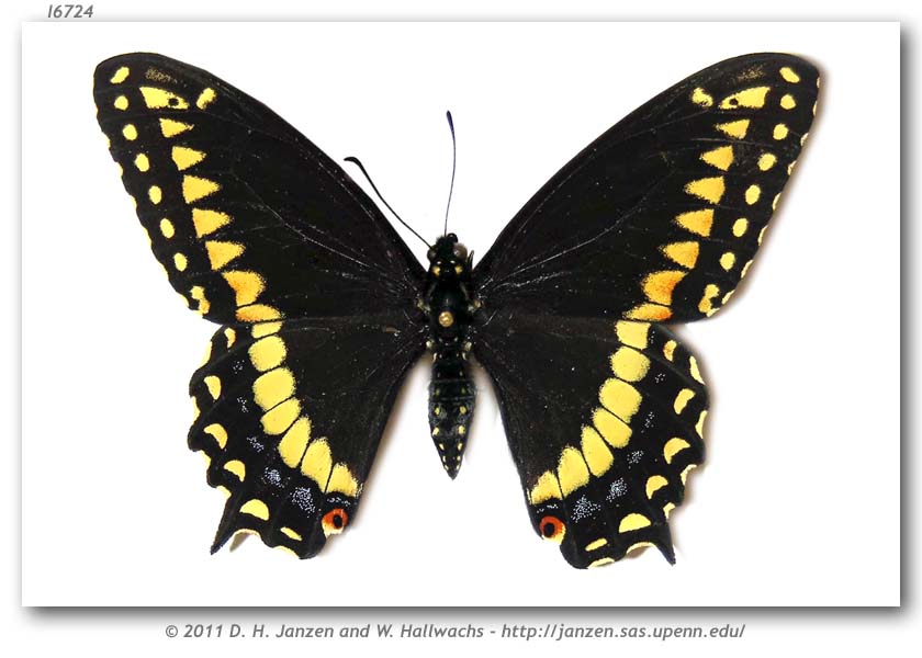 Image result for Papilio polyxenes