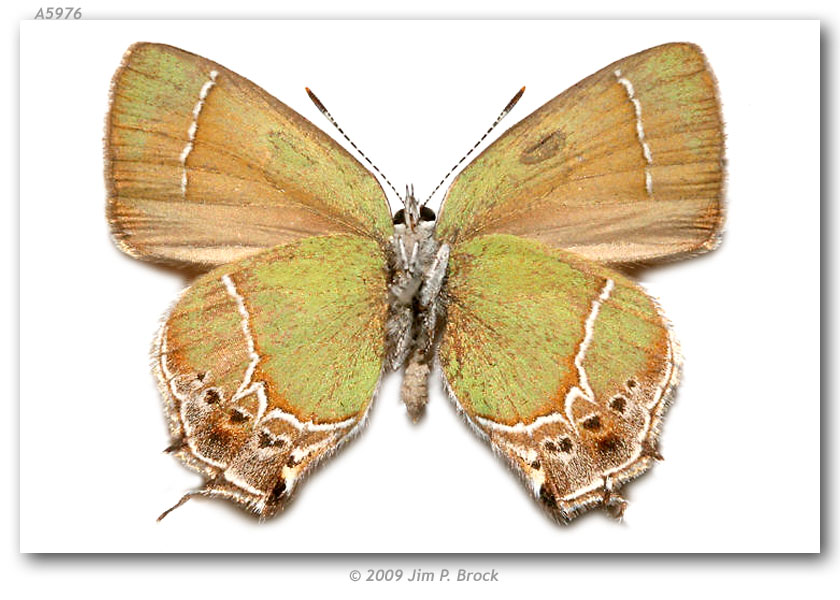 Callophrys xami image