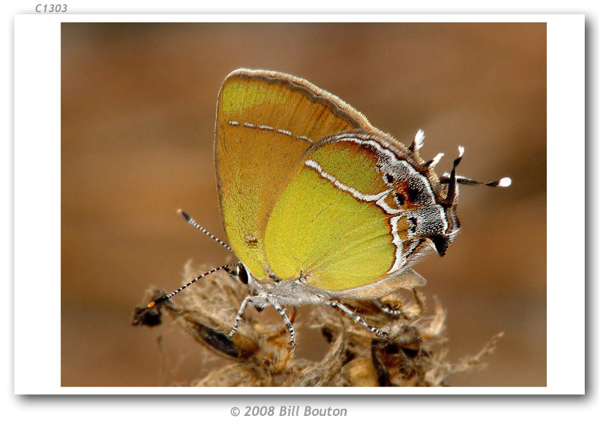 Callophrys image