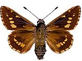 Agathymus_mariae.jpg