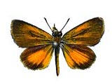 Ancyloxypha_numitor.jpg