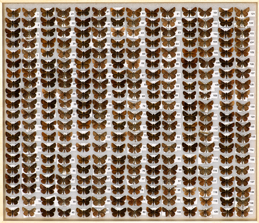small images of the drawer with Amblyscirtes specimens