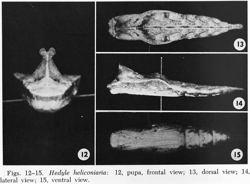 Hedyle12_15.jpg