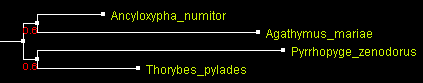 Hesp42PhyML_ATV.gif