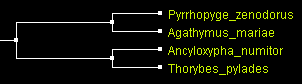 Hesp42TNT_ATV.gif