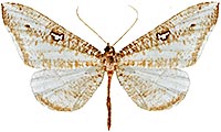 Macrosoma_tripulata.jpg