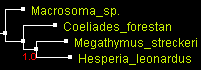 MegO_COI_BioNJ.gif