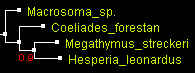 MegO_COI_PhyML.gif