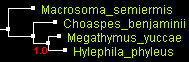 MegO_ND1_MrBayes.gif
