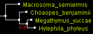 MegO_ND1_PhyML.gif