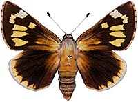 Megathymus_streckeri.jpg
