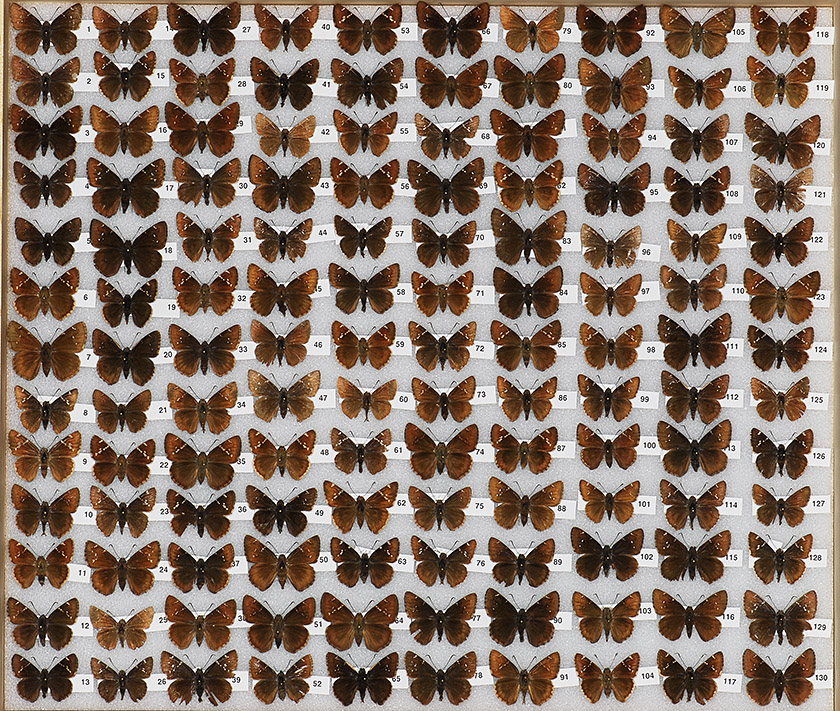 small images of the drawer with Thorybes specimens