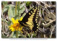 ... Wright, 1905; Desert Swallowtail, Comments: far SW 