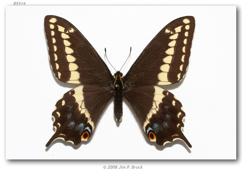 Papilio indra calcicola (pinned specimens, page 2)
